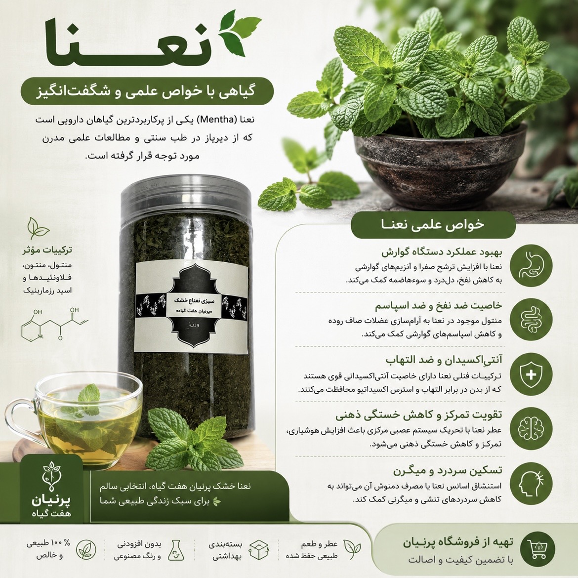 خواص نعناع برای نفخ و معده؛ آیا دمنوش نعناع واقعاً به گوارش کمک می‌کند؟